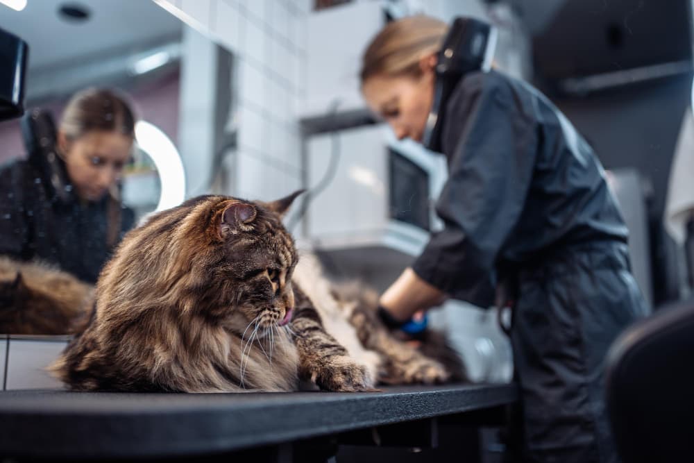 agenceur salon de toilettage