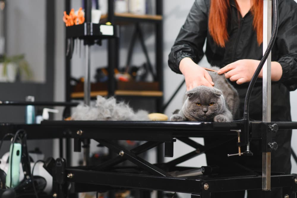 Un chat gris est allongé sur une table de toilettage pendant qu'une personne aux cheveux longs le toilette. La fourrure du chat et les outils de toilettage sont visibles sur la table, créant un agencement de type bureau pour une séance de toilettage organisée.