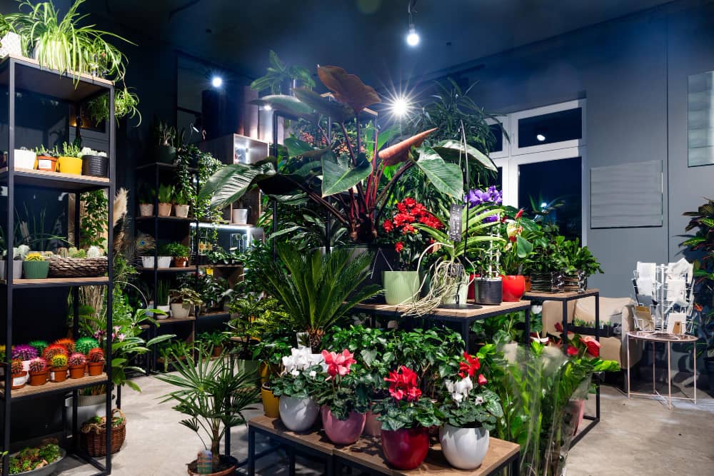 rayon magasin de fleurs