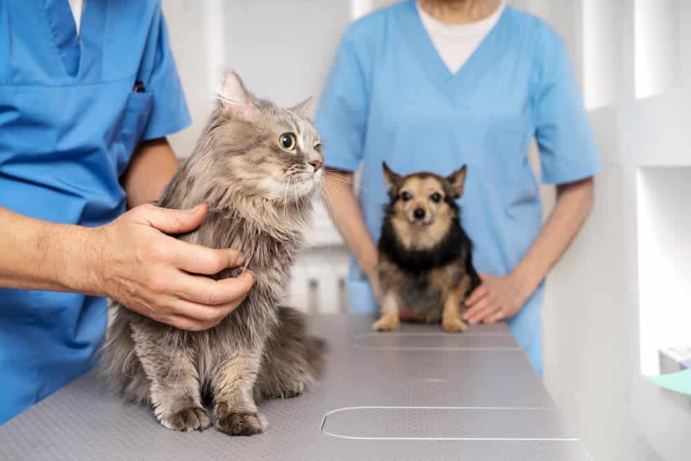 Un vétérinaire et une assistante examinent un chat gris à poil long et un petit chien marron sur une table d'examen dans une clinique dotée d'un agencement de bureau moderne.
